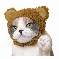 Clever Idiots' Cat Cap Bear Blind Box