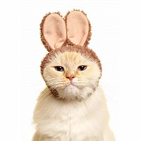 Clever Idiots' Cat Cap Rabbit Blind Box